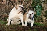 BULLDOG ANGLAIS 064